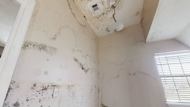 Best Mold Removal for HVAC Installations  in Breckenridge, MN