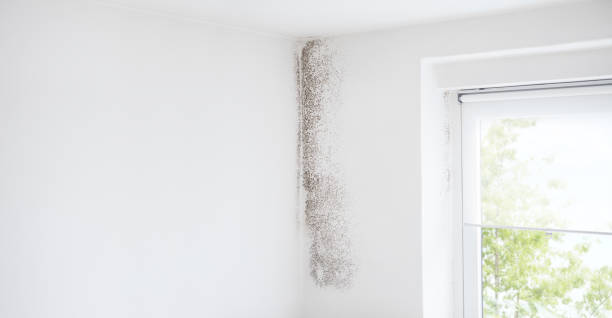 Best Crawl Space Mold Remediation  in Breckenridge, MN