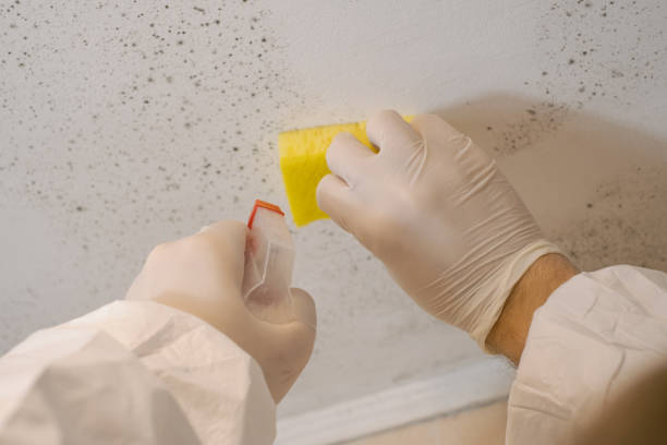 Best Post-Remediation Verification Testing  in Breckenridge, MN