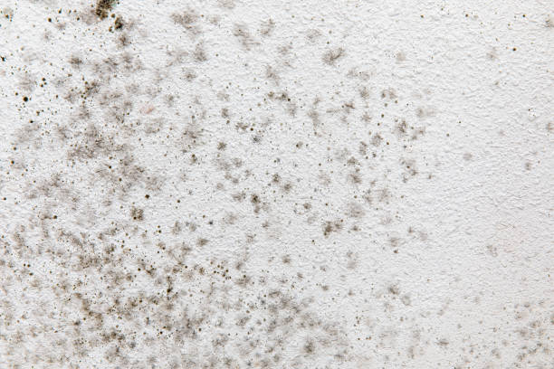 Best Airborne Mold Testing  in Breckenridge, MN