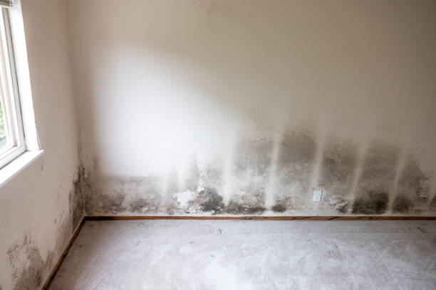 Best Commercial Mold Inspection  in Breckenridge, MN