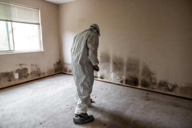 Mold Removal for HVAC Installations in Breckenridge, MN