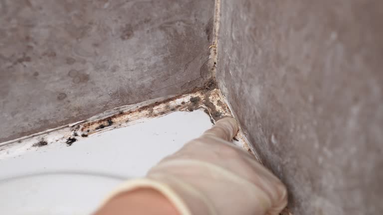 Best Real Estate Mold Inspection  in Breckenridge, MN