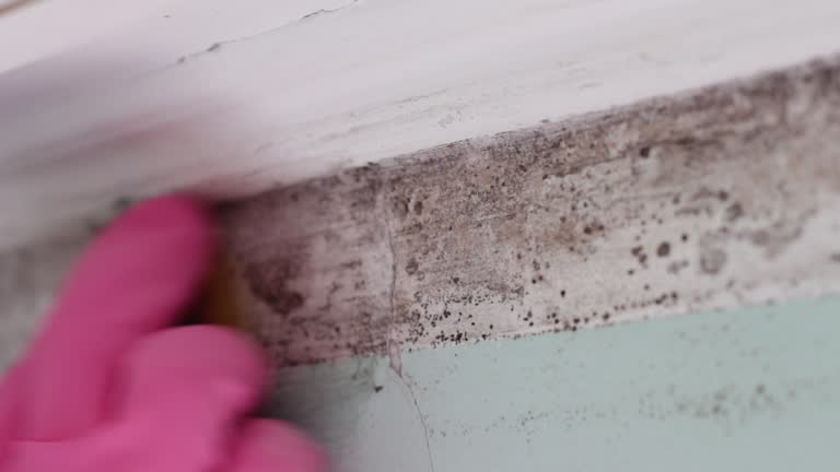 Asbestos and Lead Testing During Mold Inspection in Breckenridge, MN